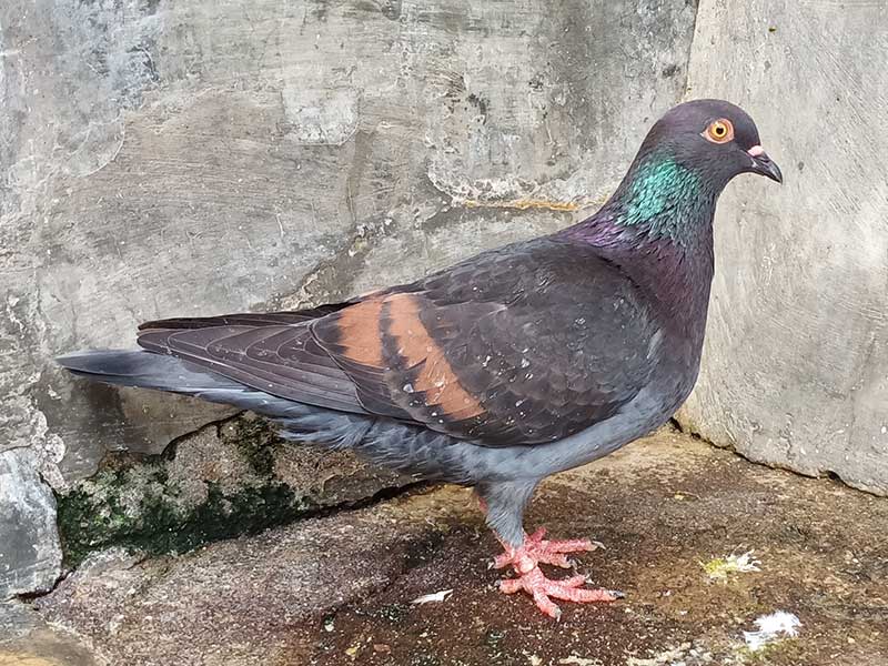 San Miguel Pf Merpati Balap